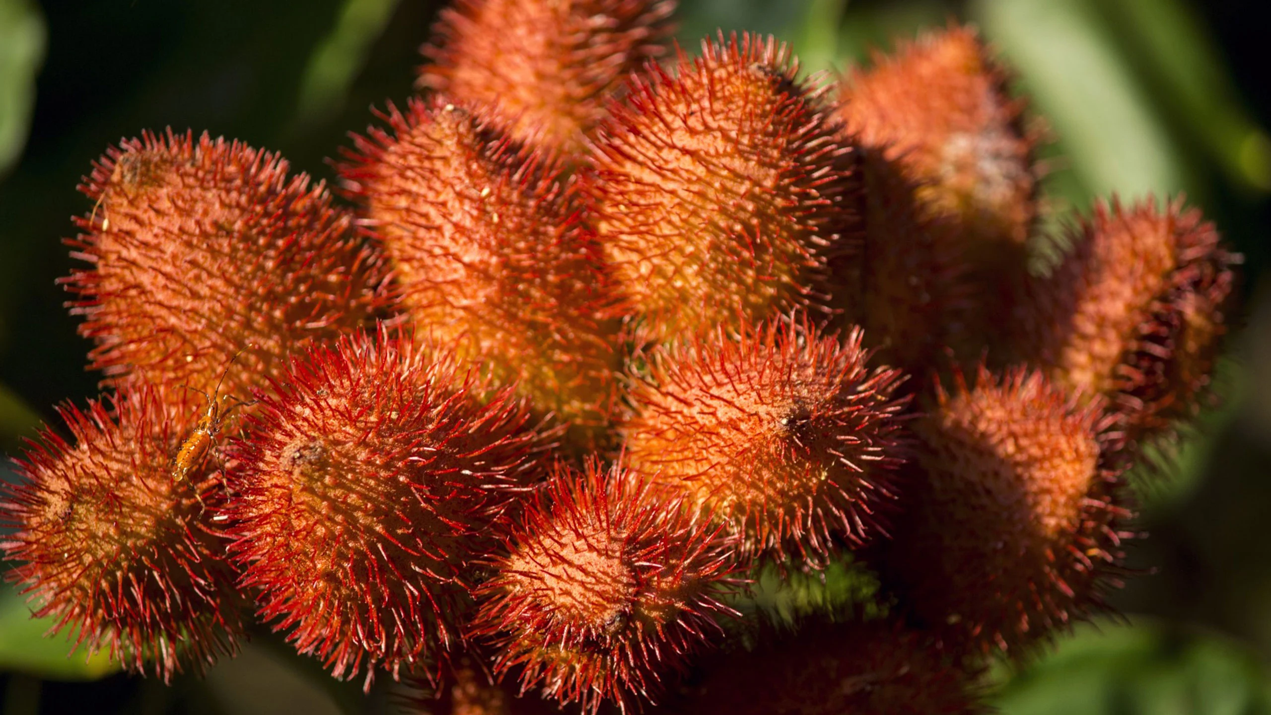 Te explicamos qué es el achiote y cuáles son sus propiedades