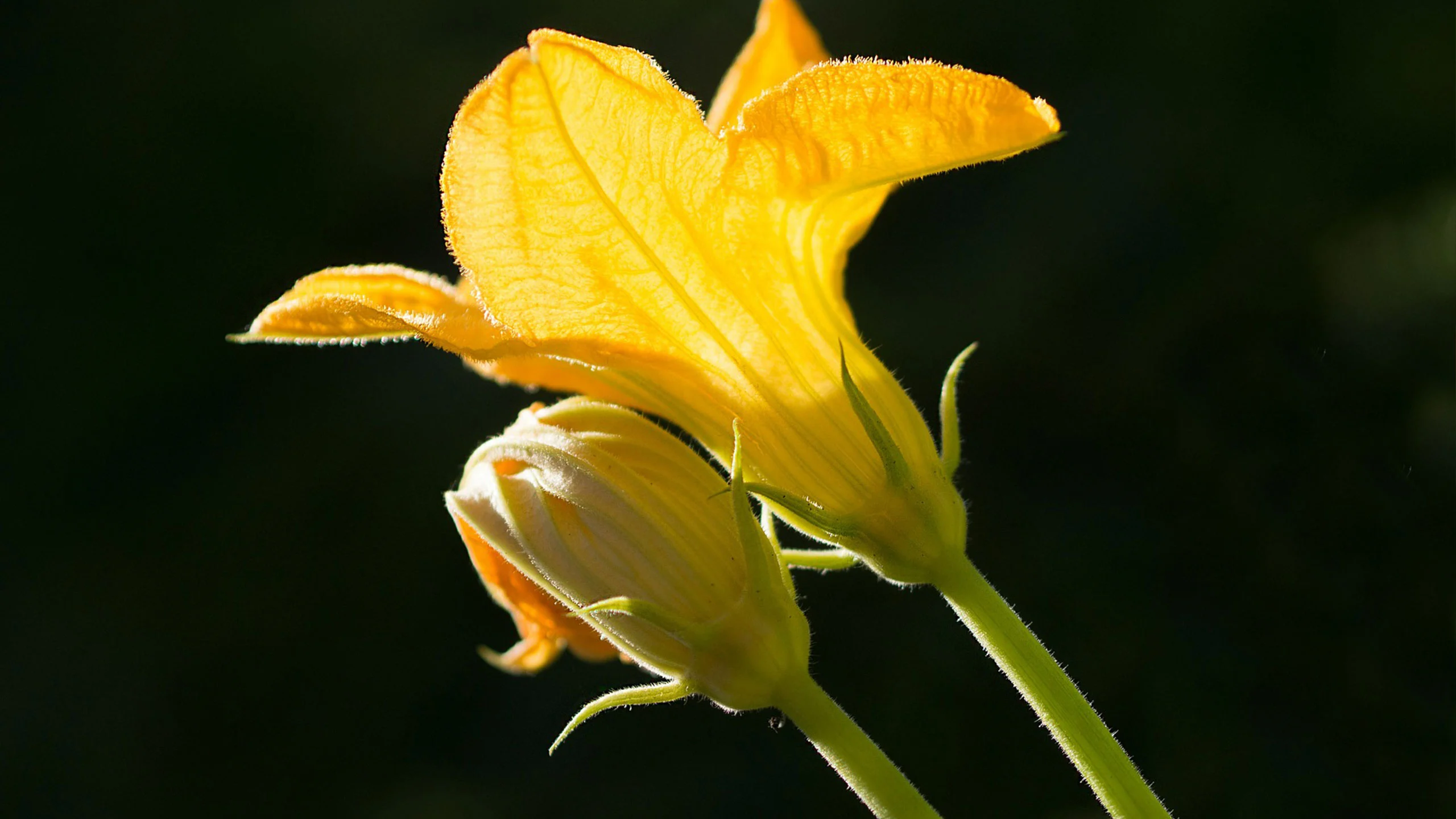 Razones para comer más flores de calabaza