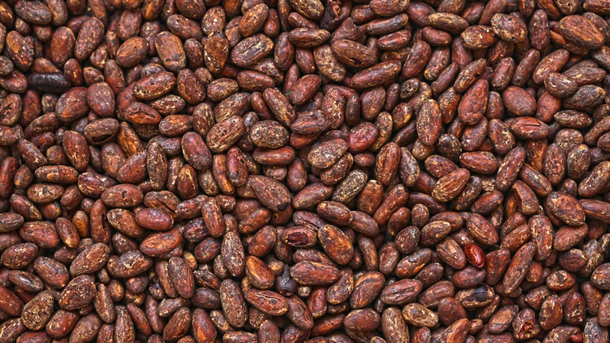 cacao-chiapas