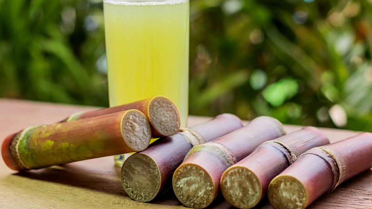 cana-de-azucar
