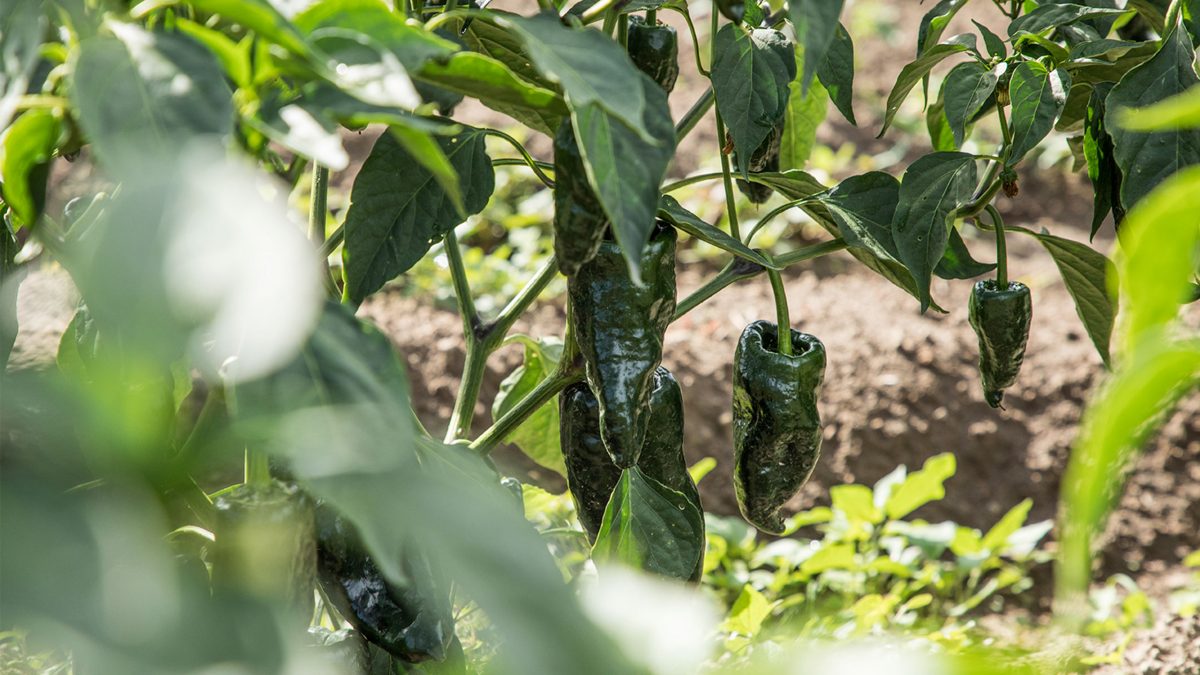 chiles-poblanos