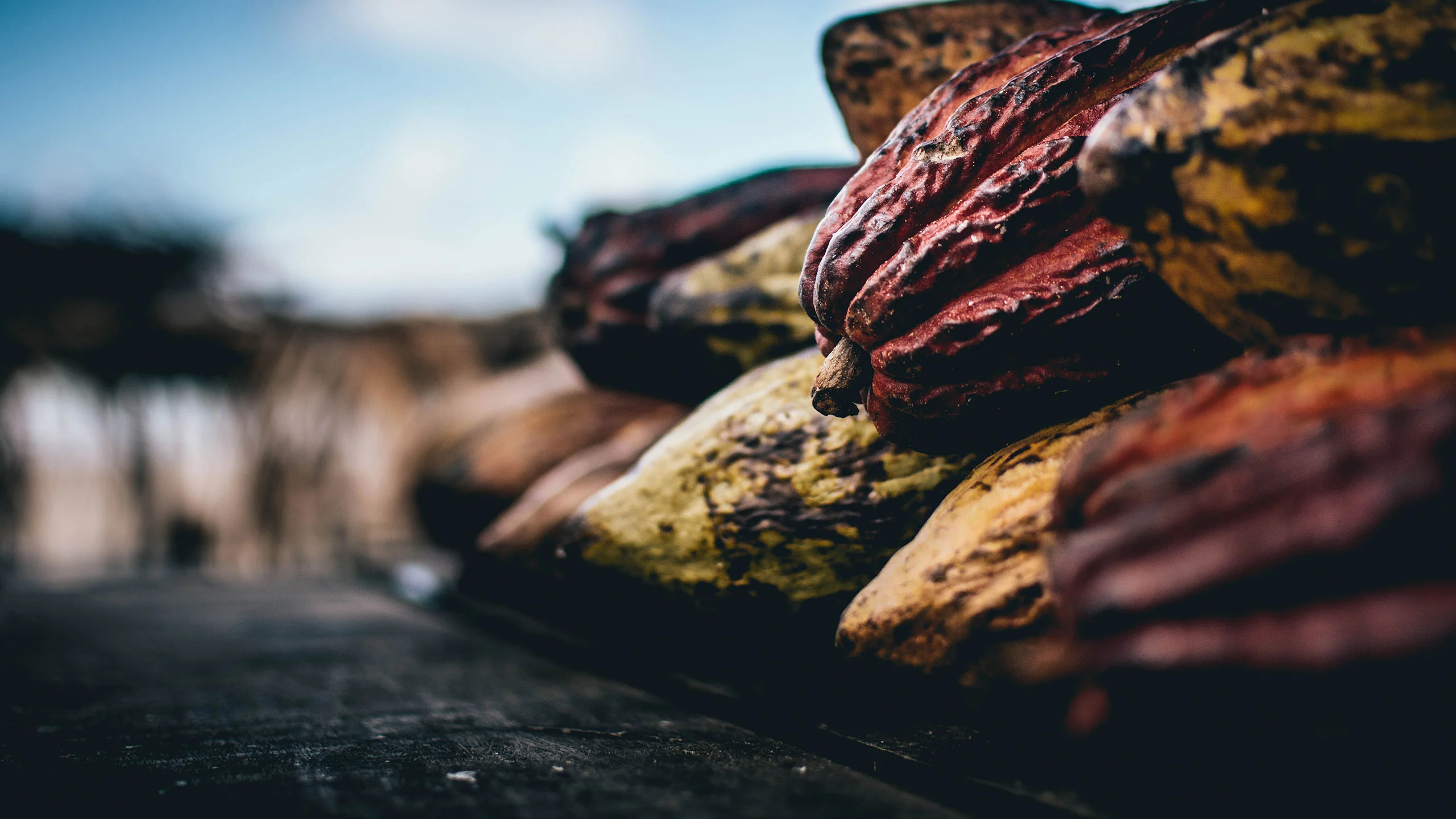 Cacao mexicano entra a la lista de los mejores 50 del mundo de Cocoa of Excellence 2021