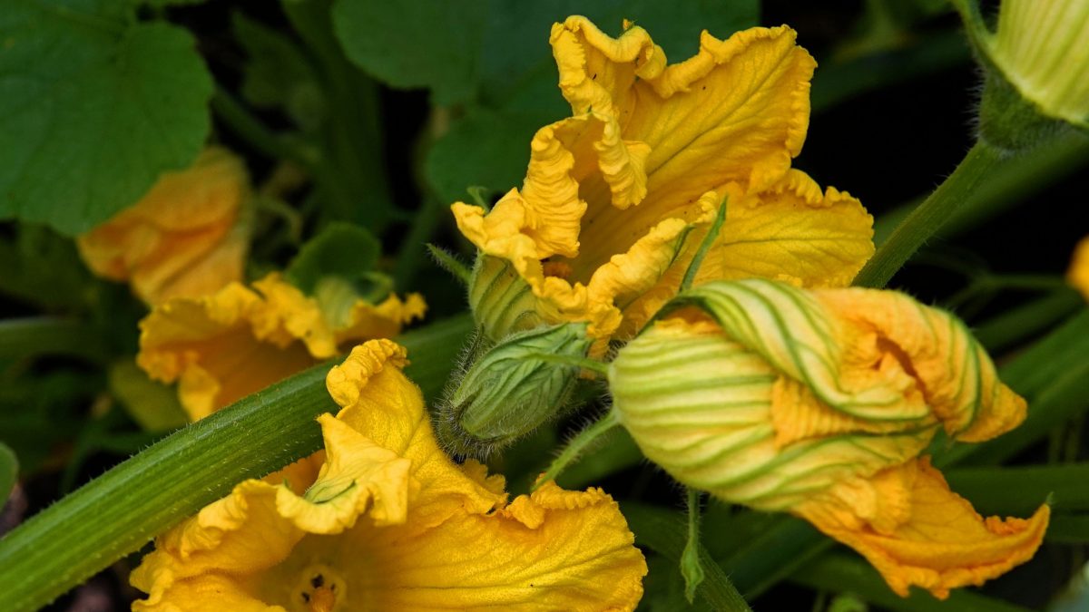 flores-de-calabaza-beneficios