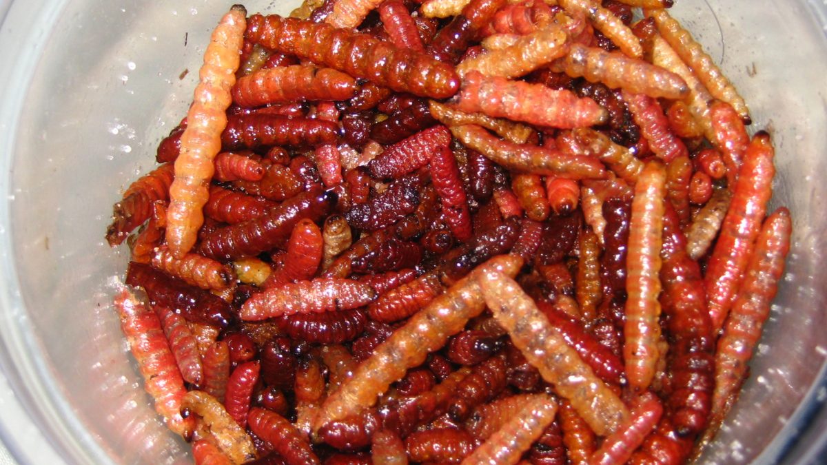 gusano-rojo-maguey