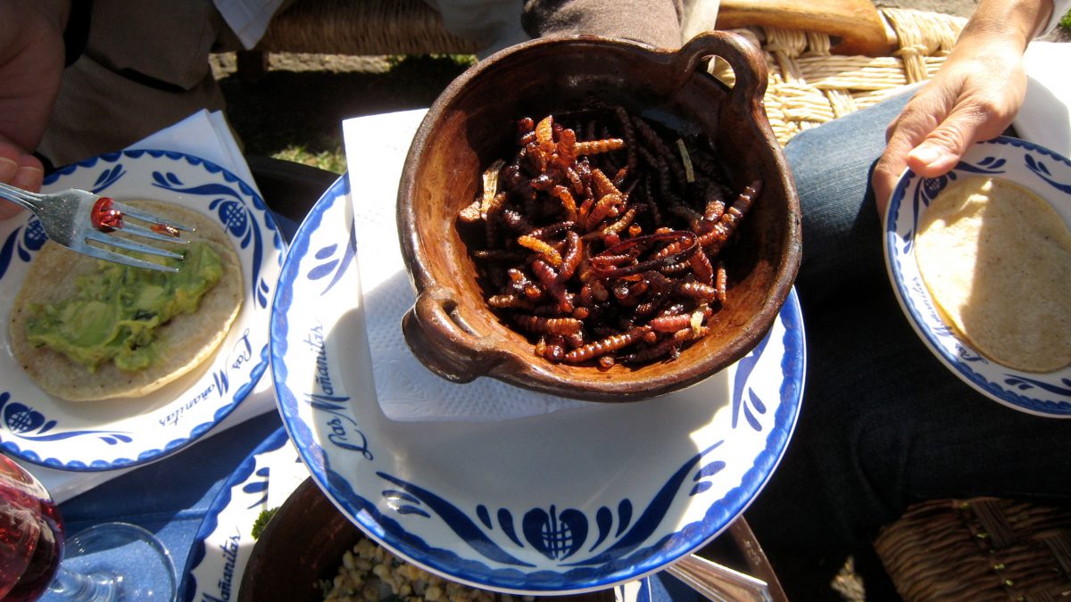 gusanos-de-maguey