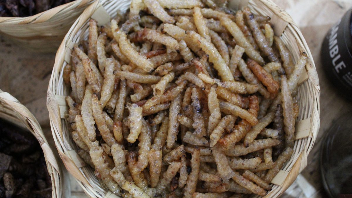 gusanos-de-maguey-blancos