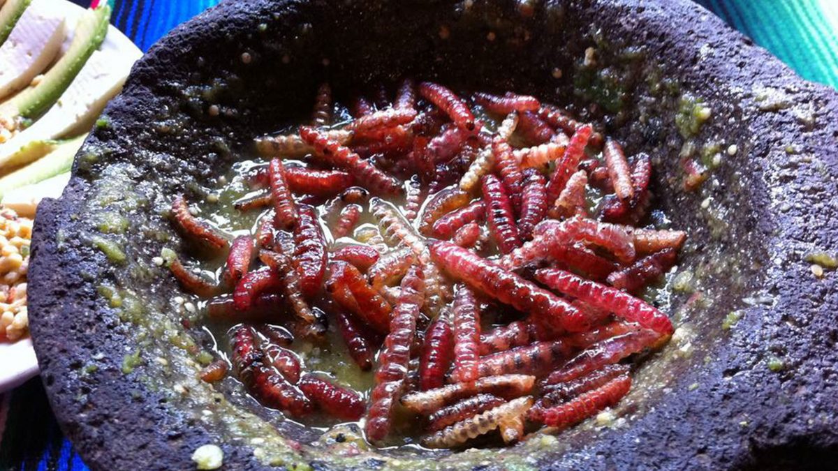 gusanos-de-maguey-rojos