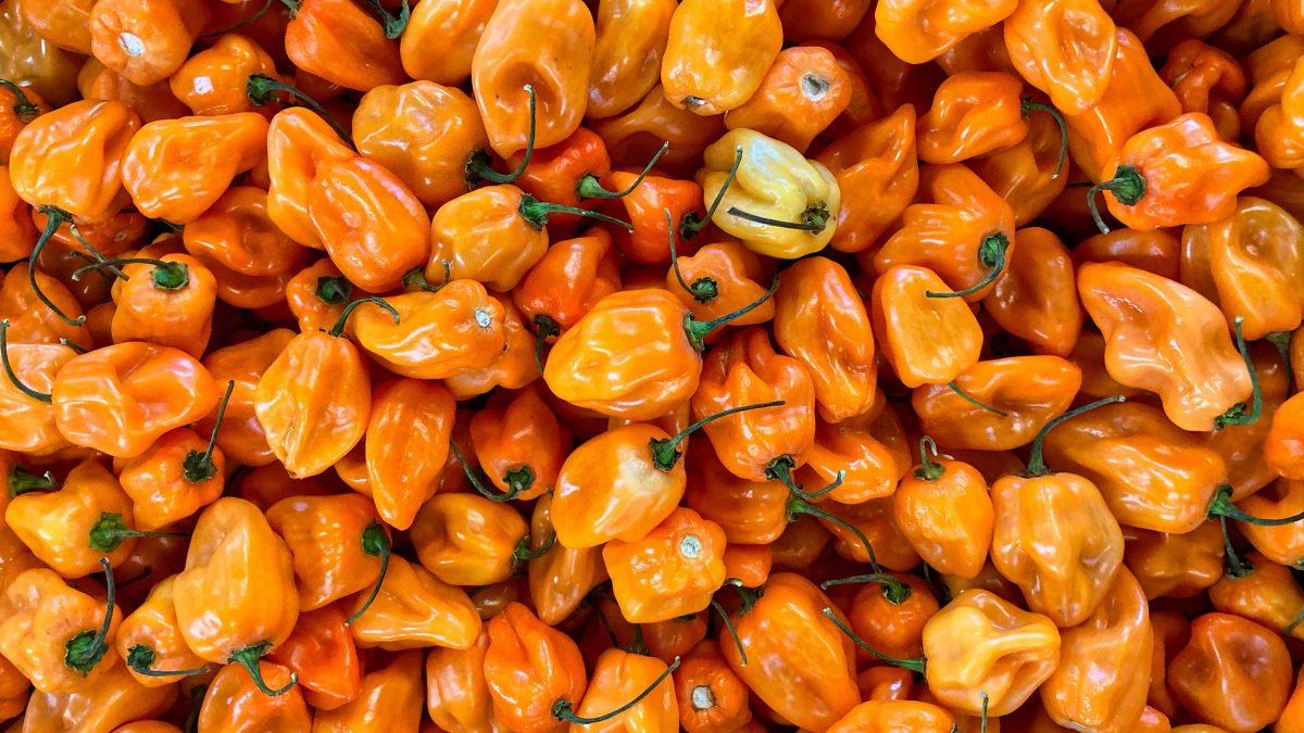 habanero