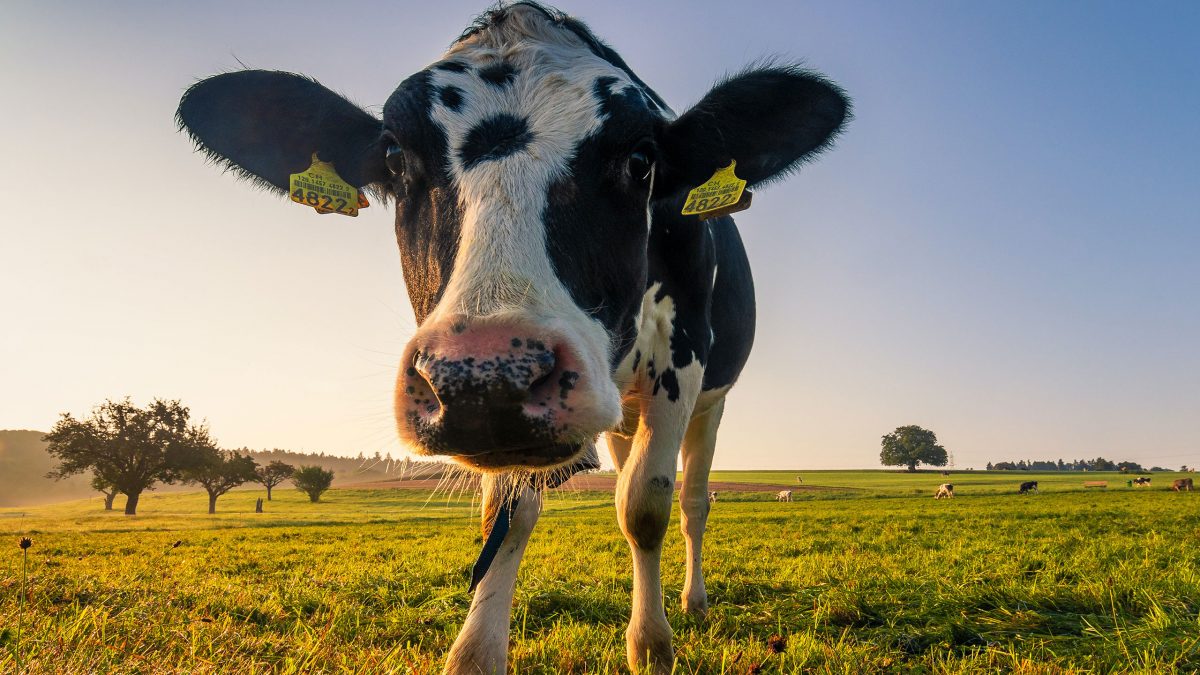 leche-sin-animales