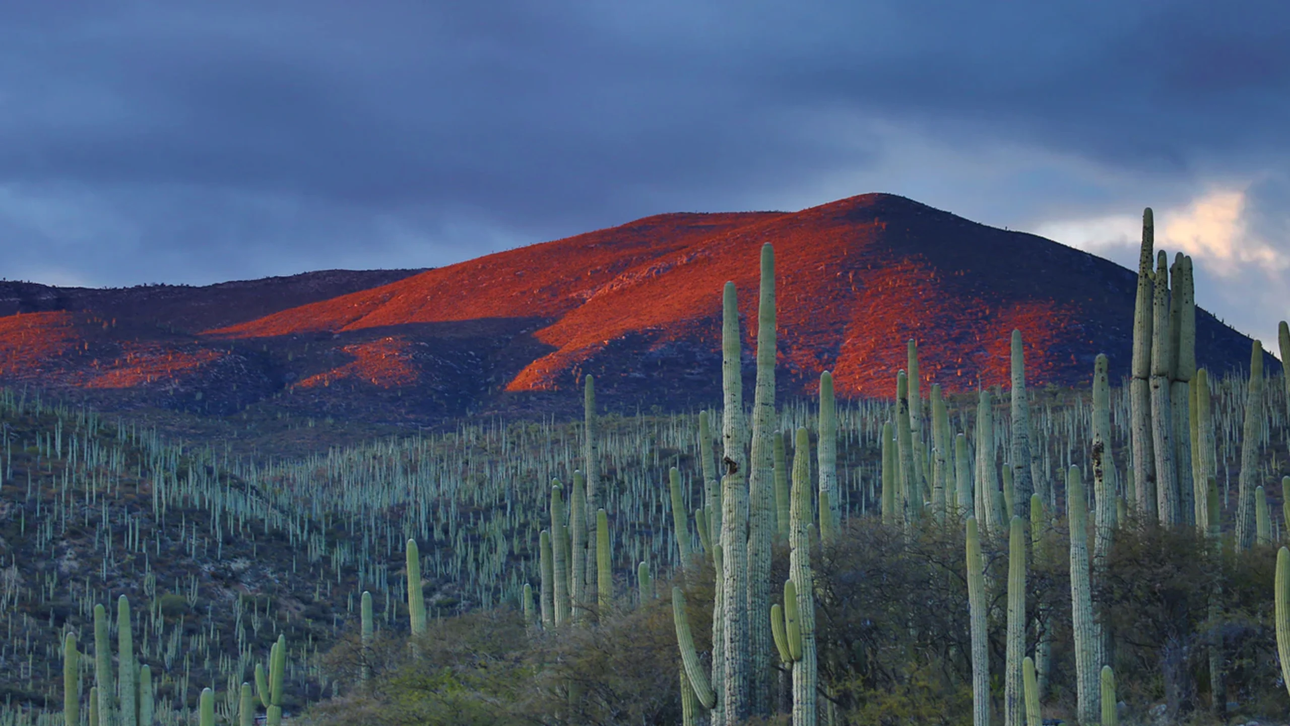 Disfruta la riqueza natural de México: un hotel por cada ecosistema