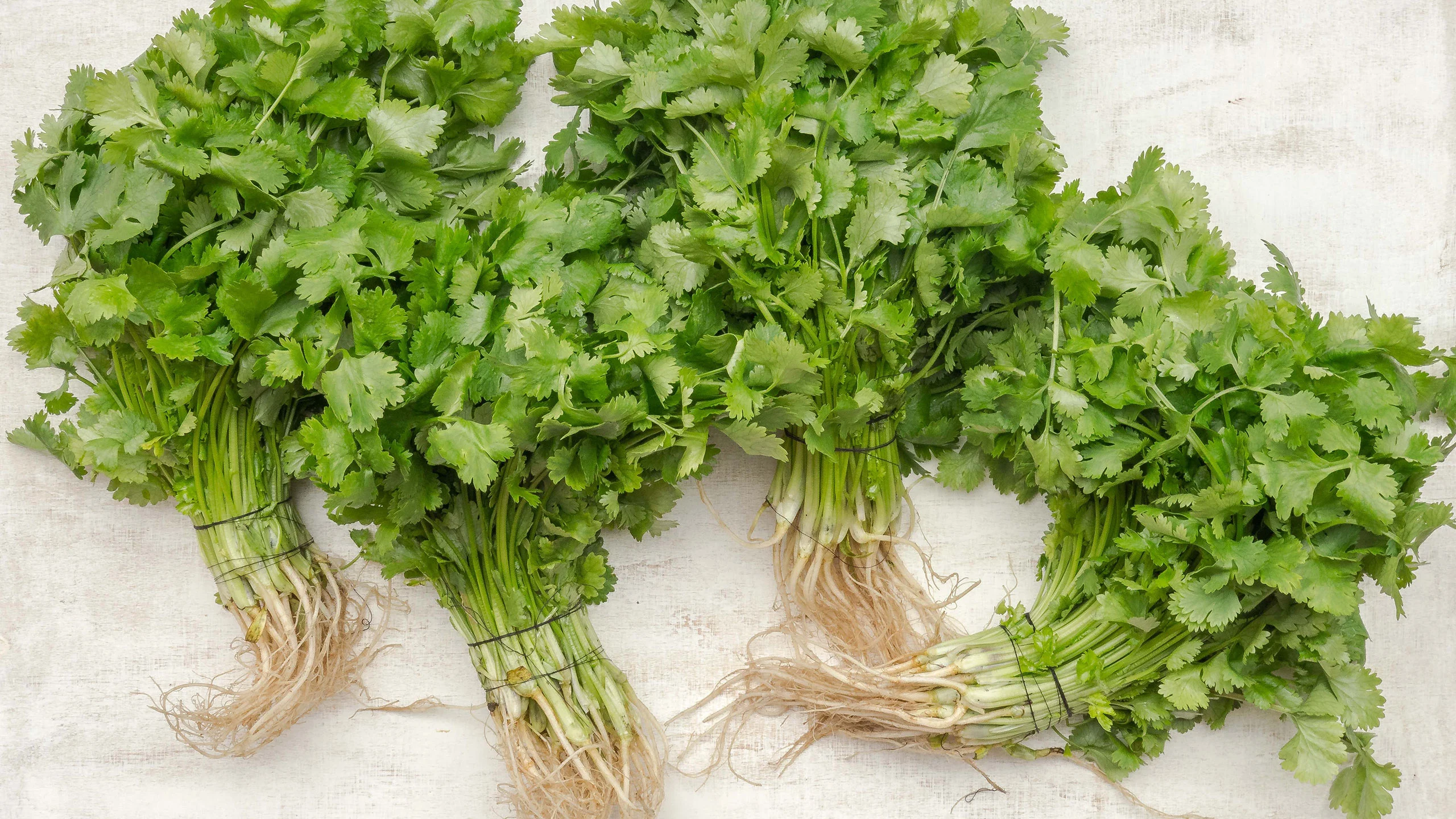 ¿Para qué sirve el cilantro? Te compartimos 8 de sus beneficios