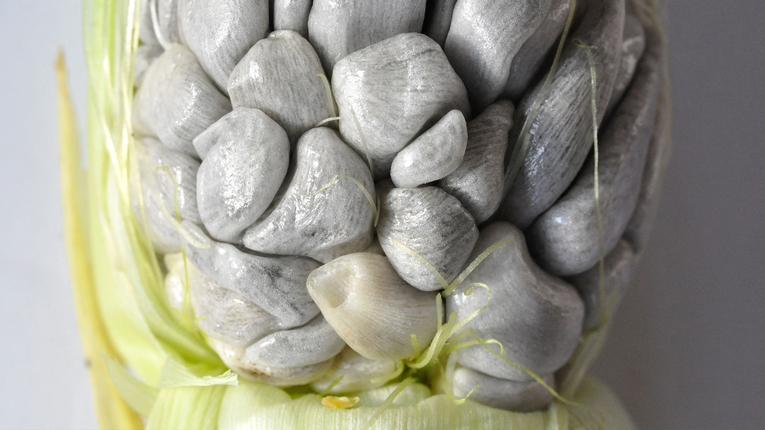 ¿Qué es el huitlacoche y cuáles son los beneficios de comerlo?