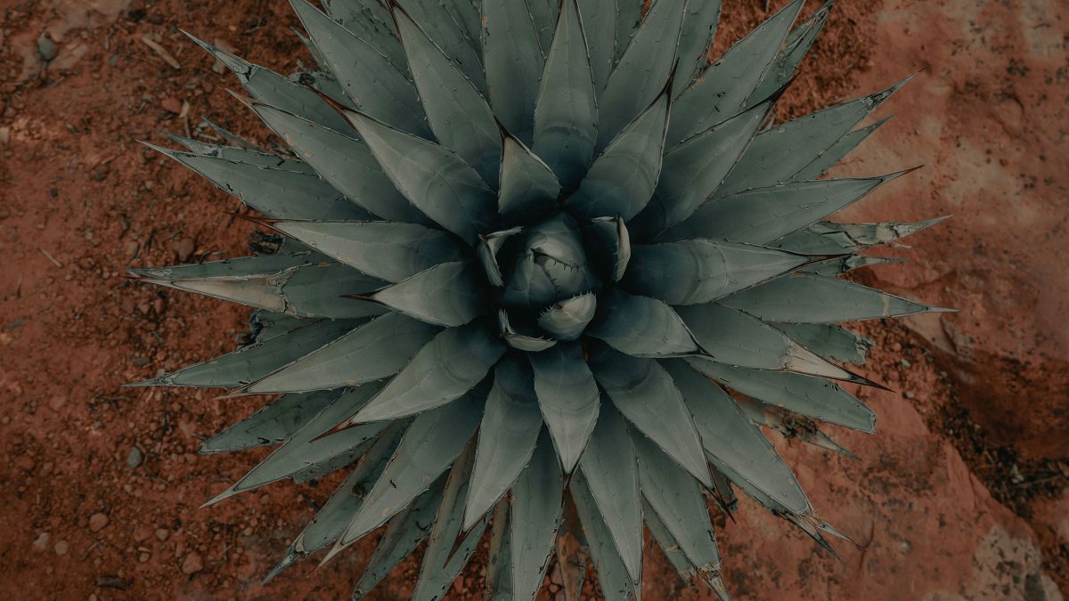 ruta-mezcal-puebla