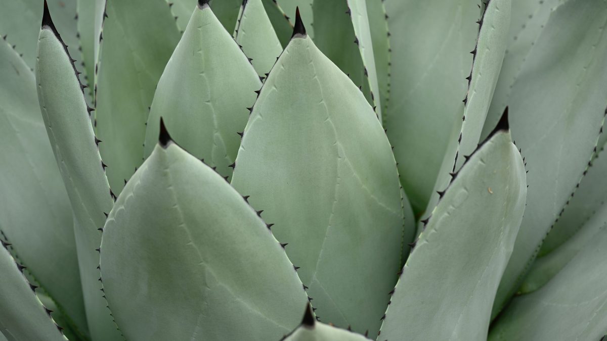 agave-denominacion-origen