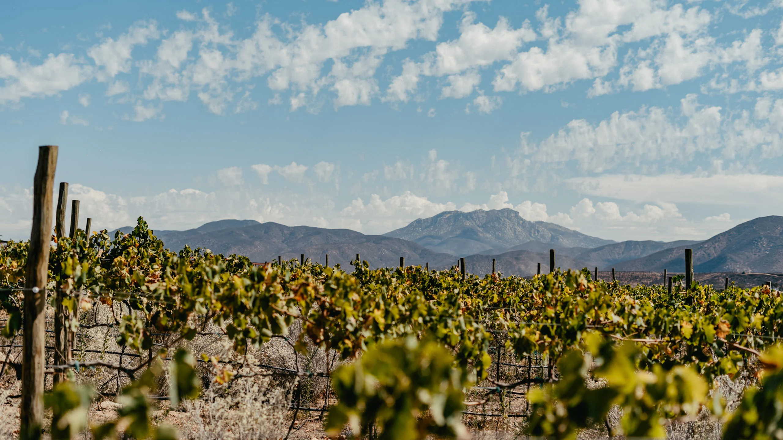 Banyan Tree anuncia su llegada al Valle de Guadalupe