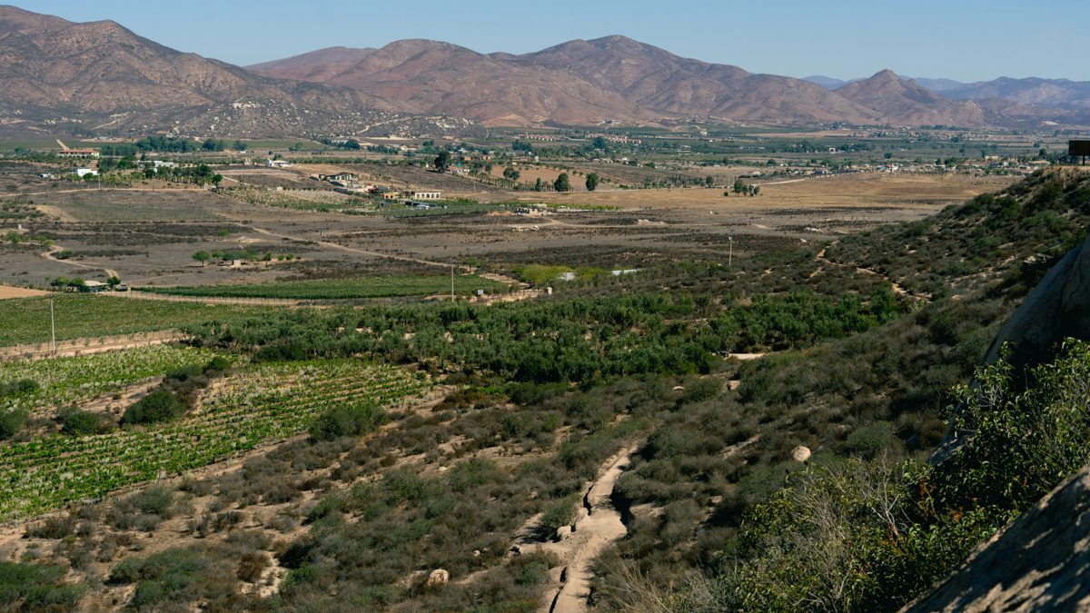 banyan-tree-valle-de-guadalupe3