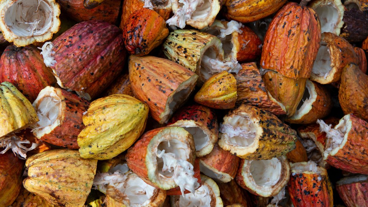 cacao