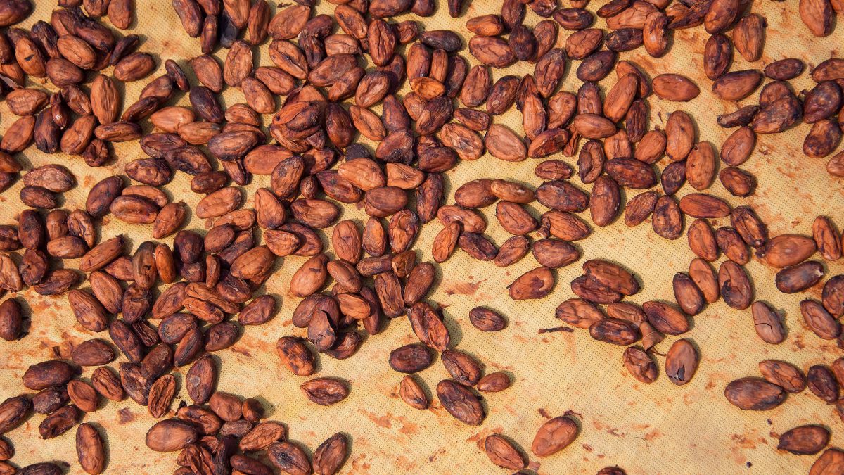 cacao-tostado