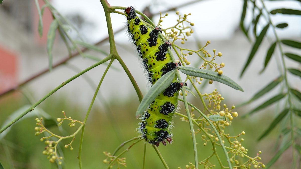 cuetla-larva