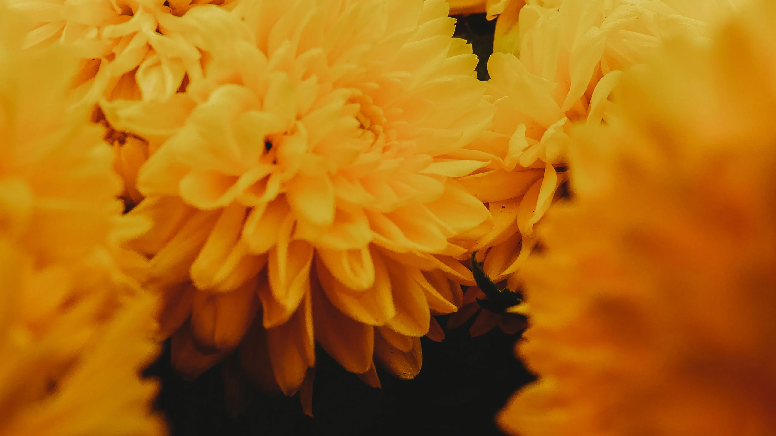 Beneficios del té de flor de cempasúchil que debes conocer