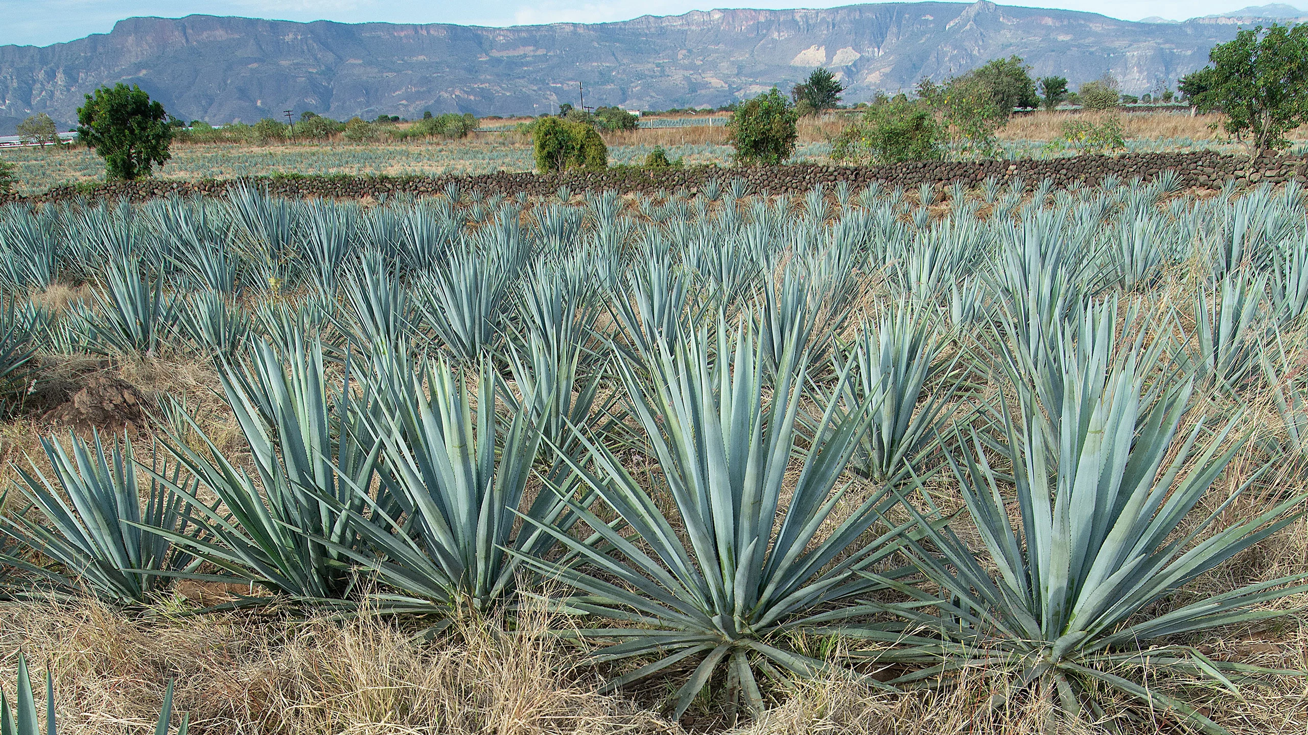 Sinaloa obtiene la denominación de origen para producir mezcal