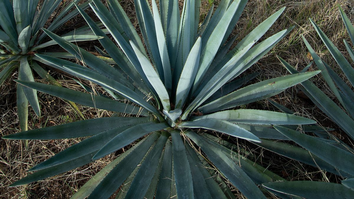sinaloa-mezcal