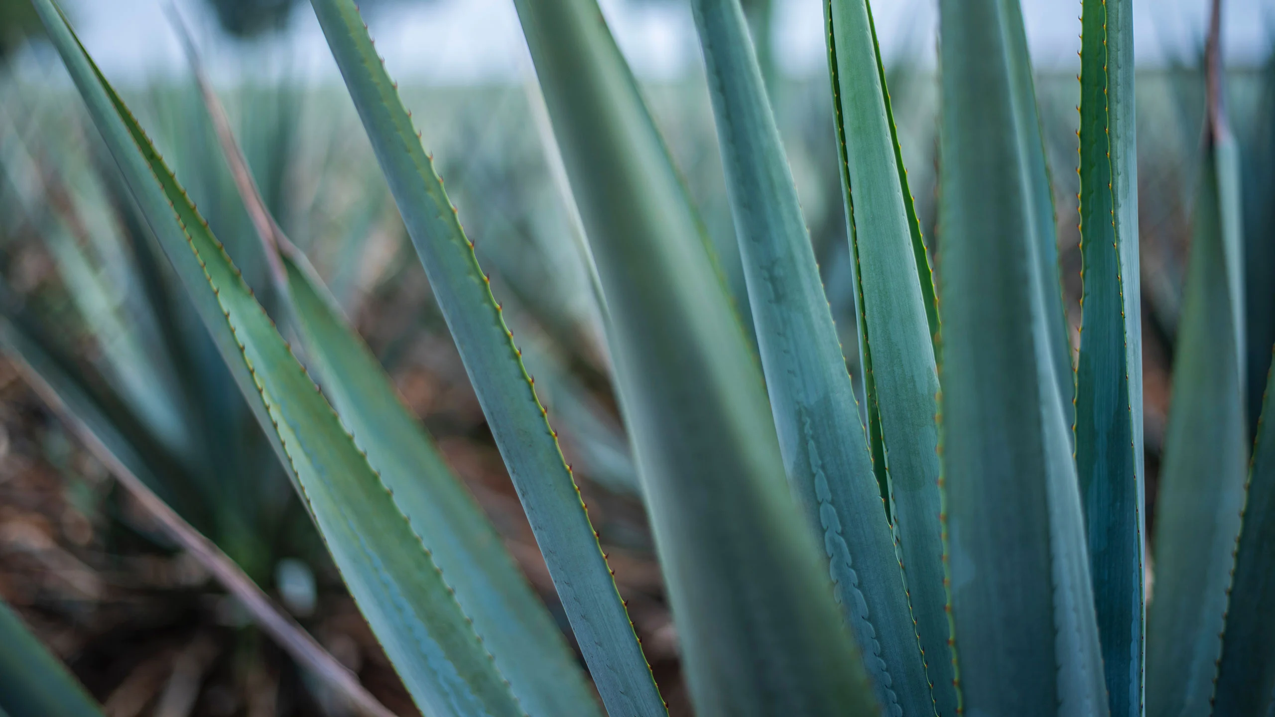 Tequila es el primer destino turístico inteligente de América Latina Tequila es el primer destino turístico inteligente de América Latina