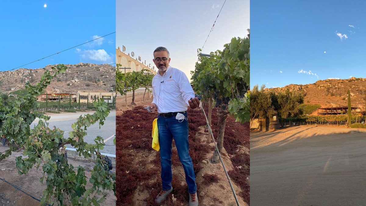 vinedos-domecq