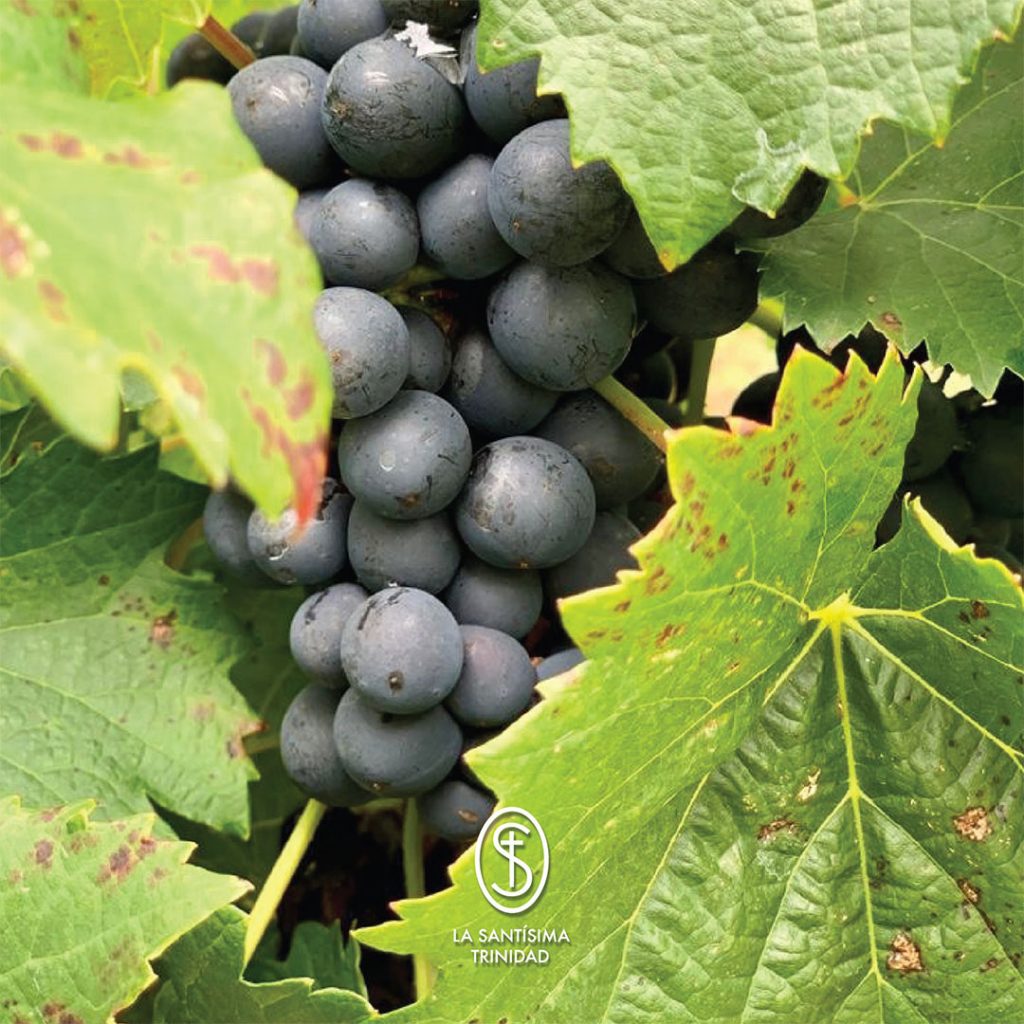 vinedos-santisima-trinidad3