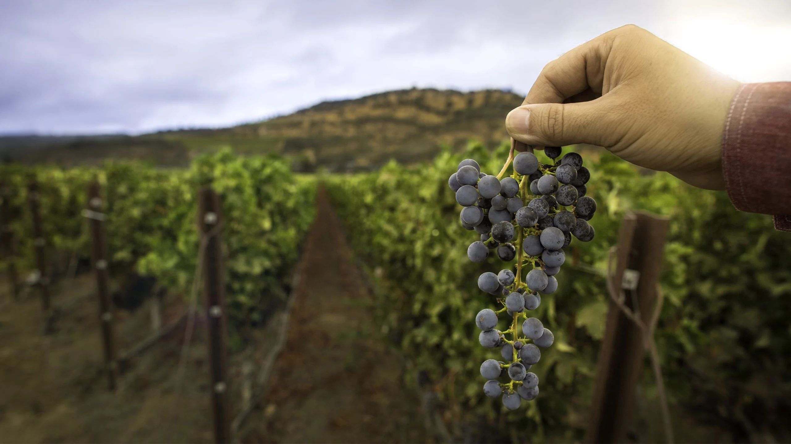 Todo lo que debes saber sobre el Cabernet Franc