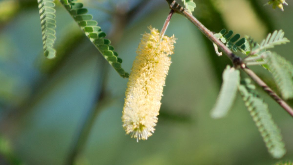 Flor-de-mezquite