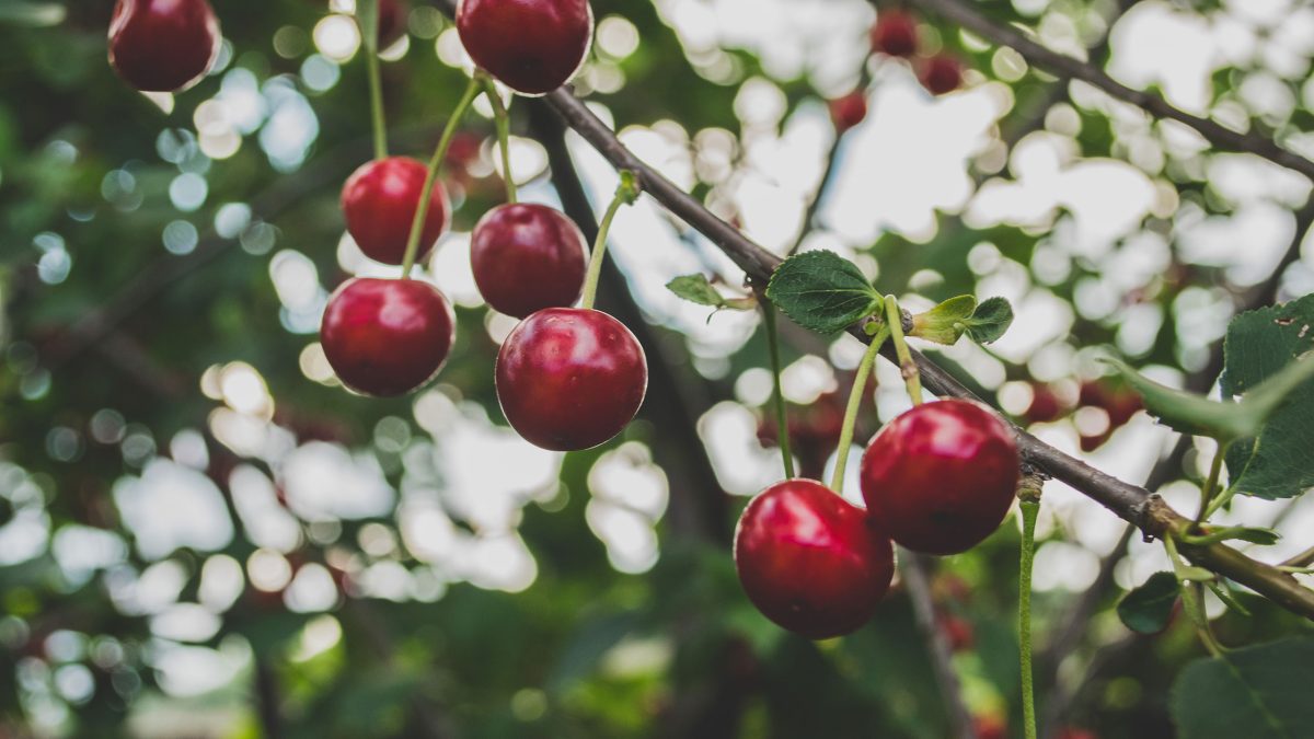 arboles-frutales-cerezos