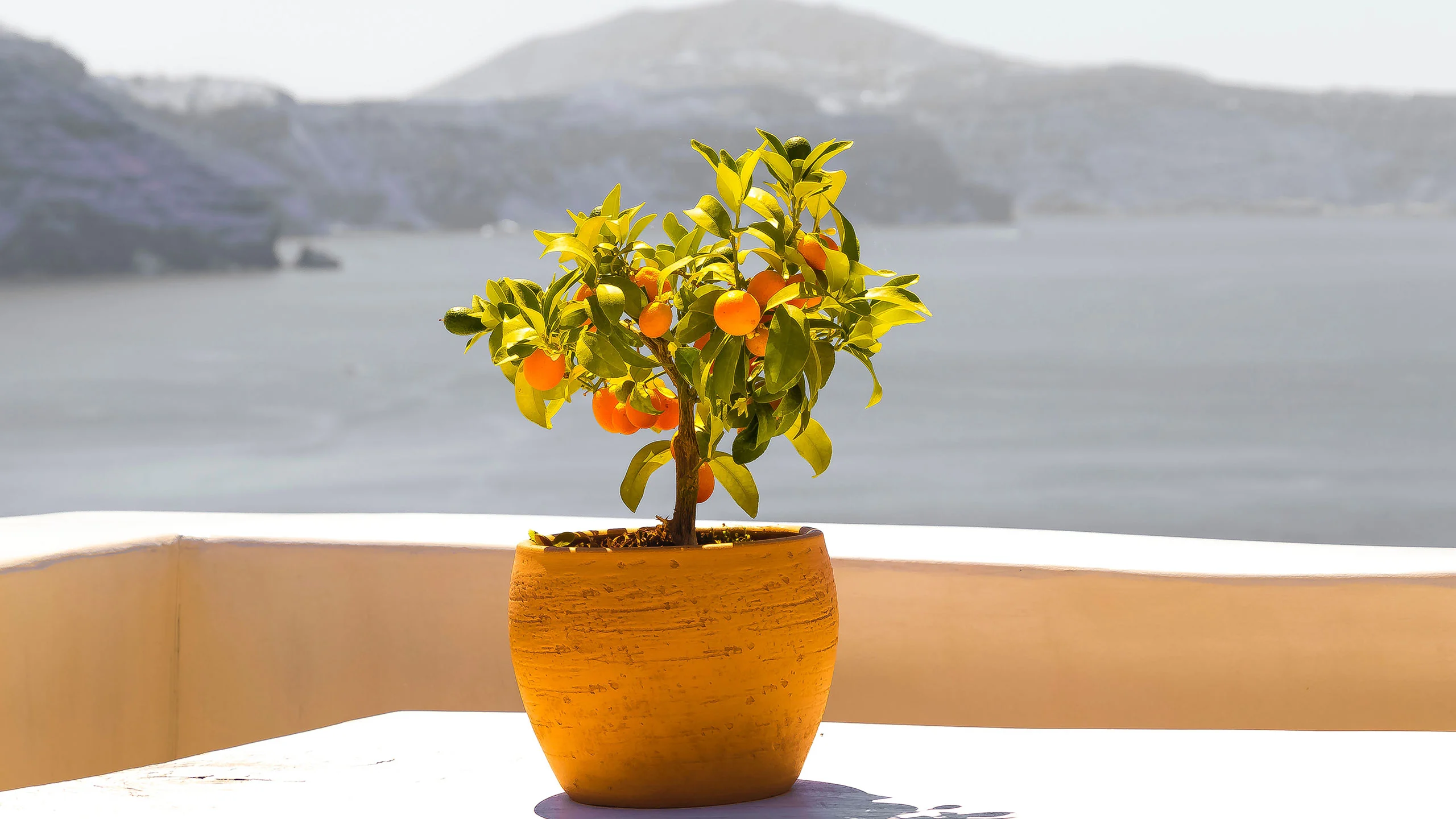 4 árboles frutales que puedes cultivar fácilmente en casa