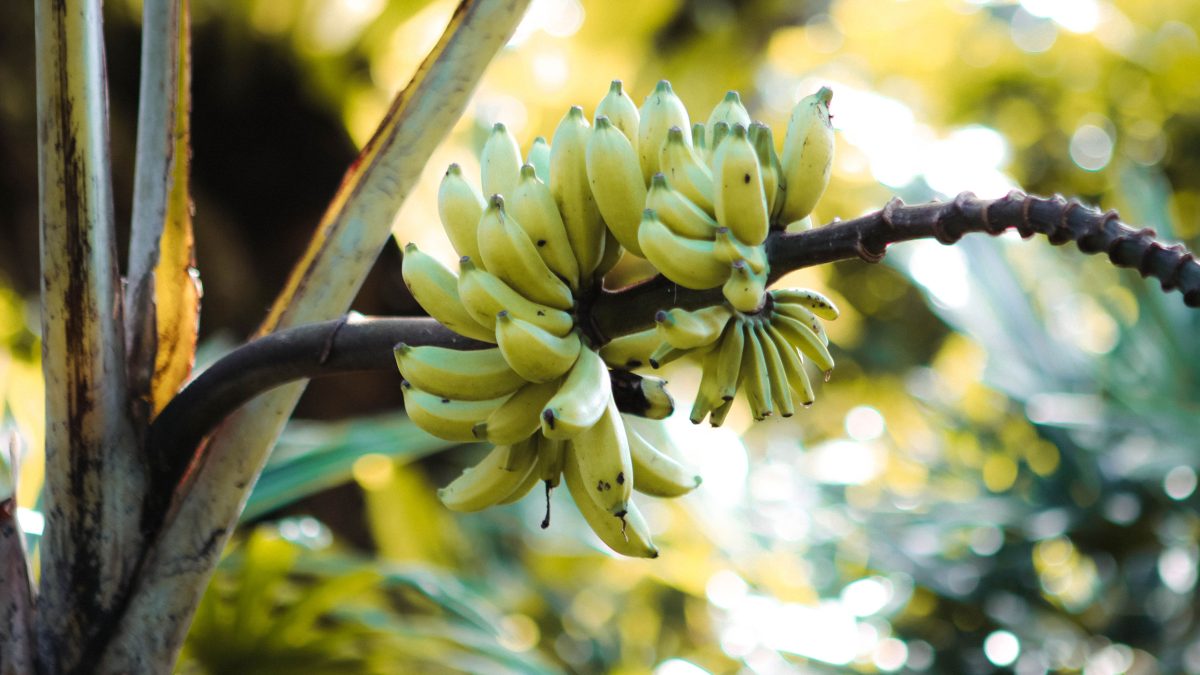 arboles-frutales-platano