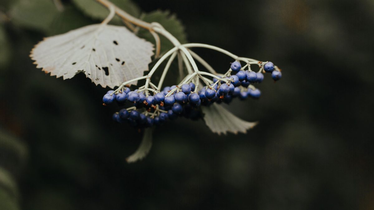 arboles-moras