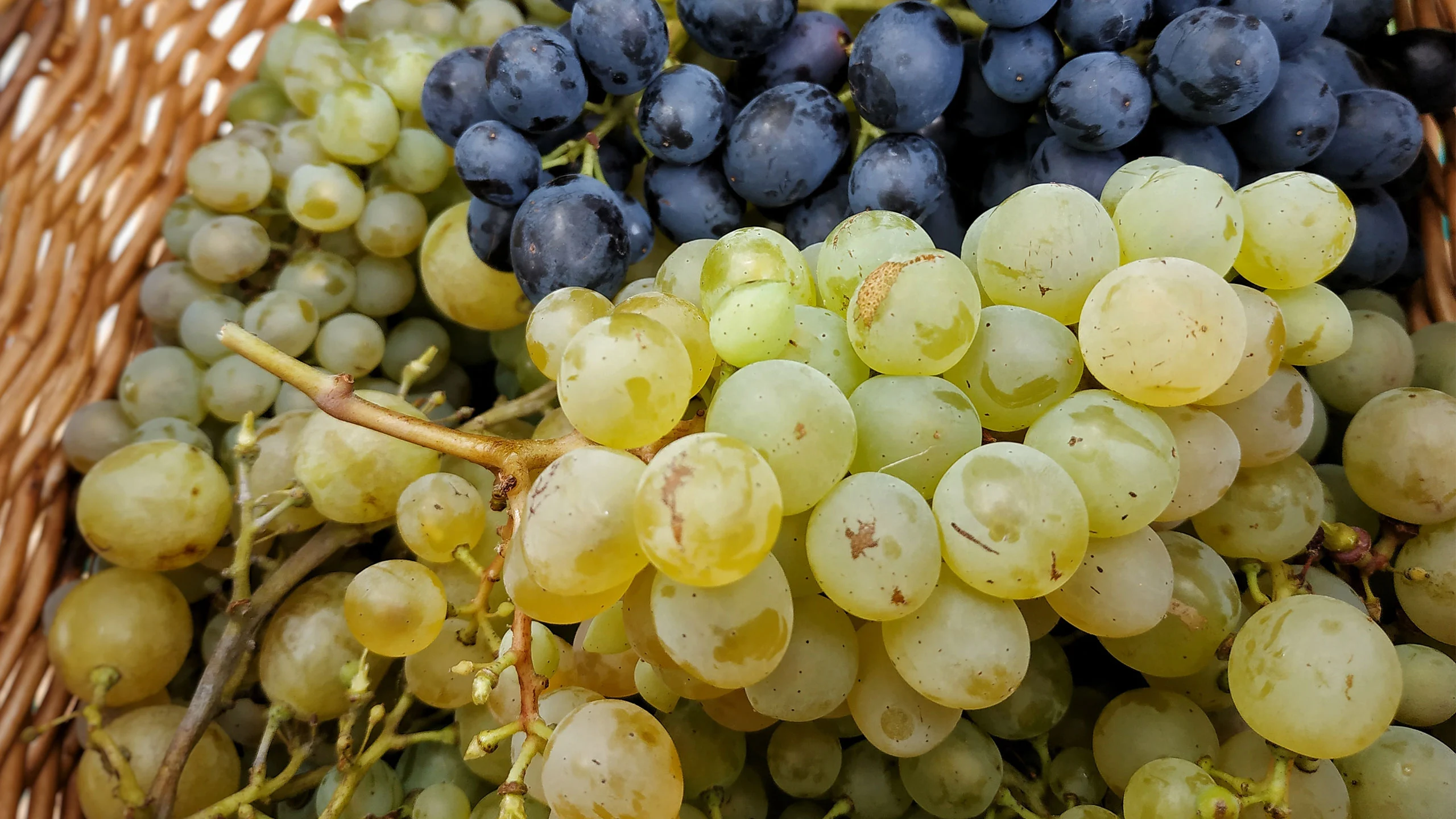 ¡A comer uvas! Conoce sus beneficios y aprovéchalas al máximo