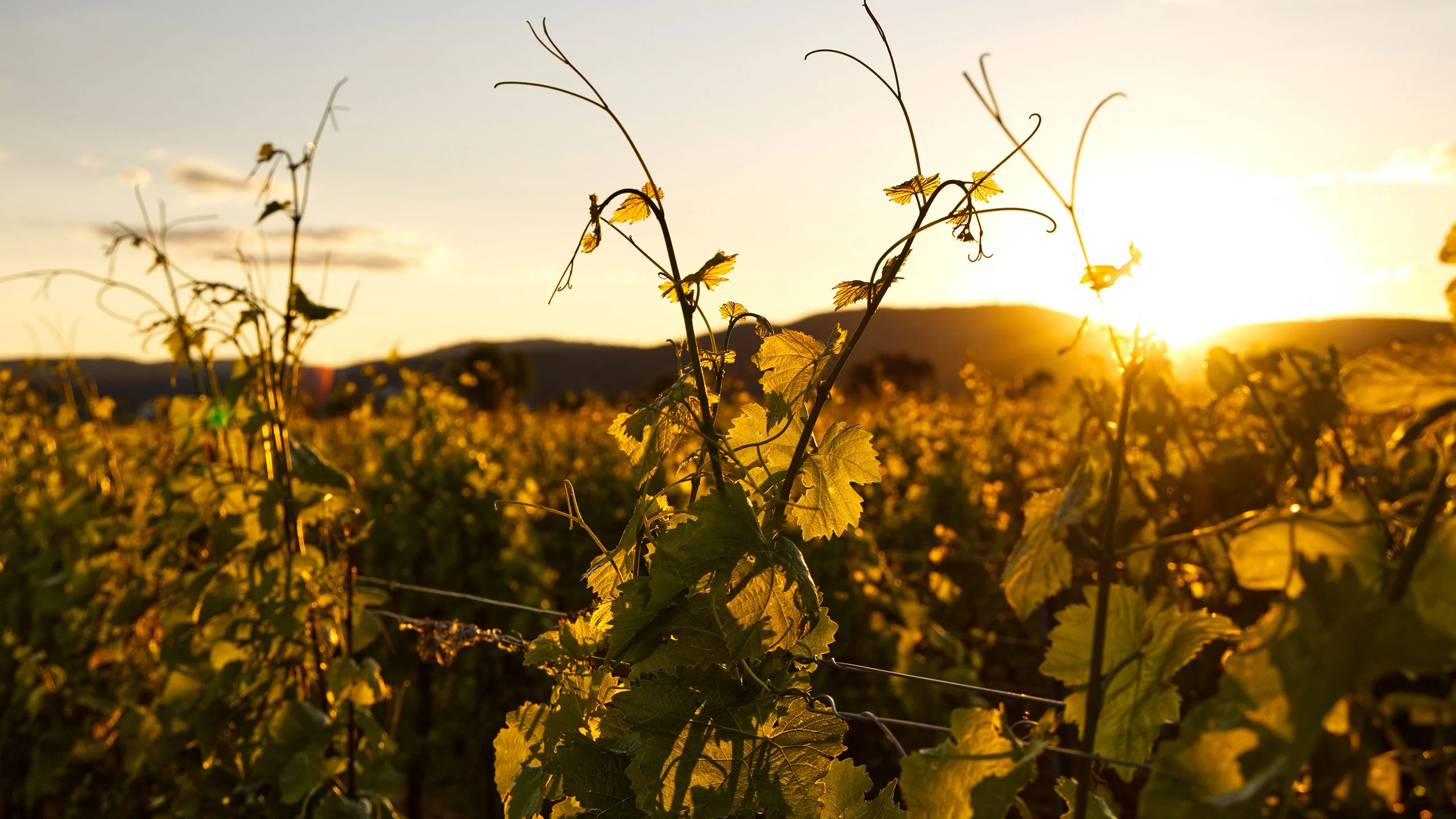 Repensando el vino de Australia