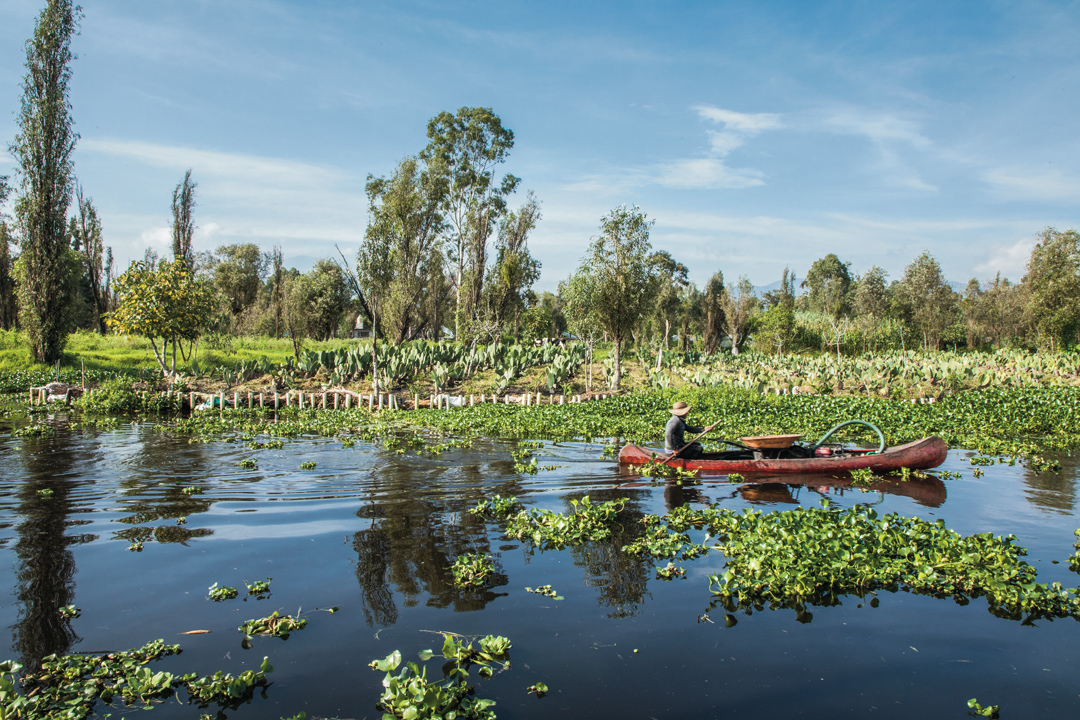 chinampa-Xochimilco-Arca Tierra