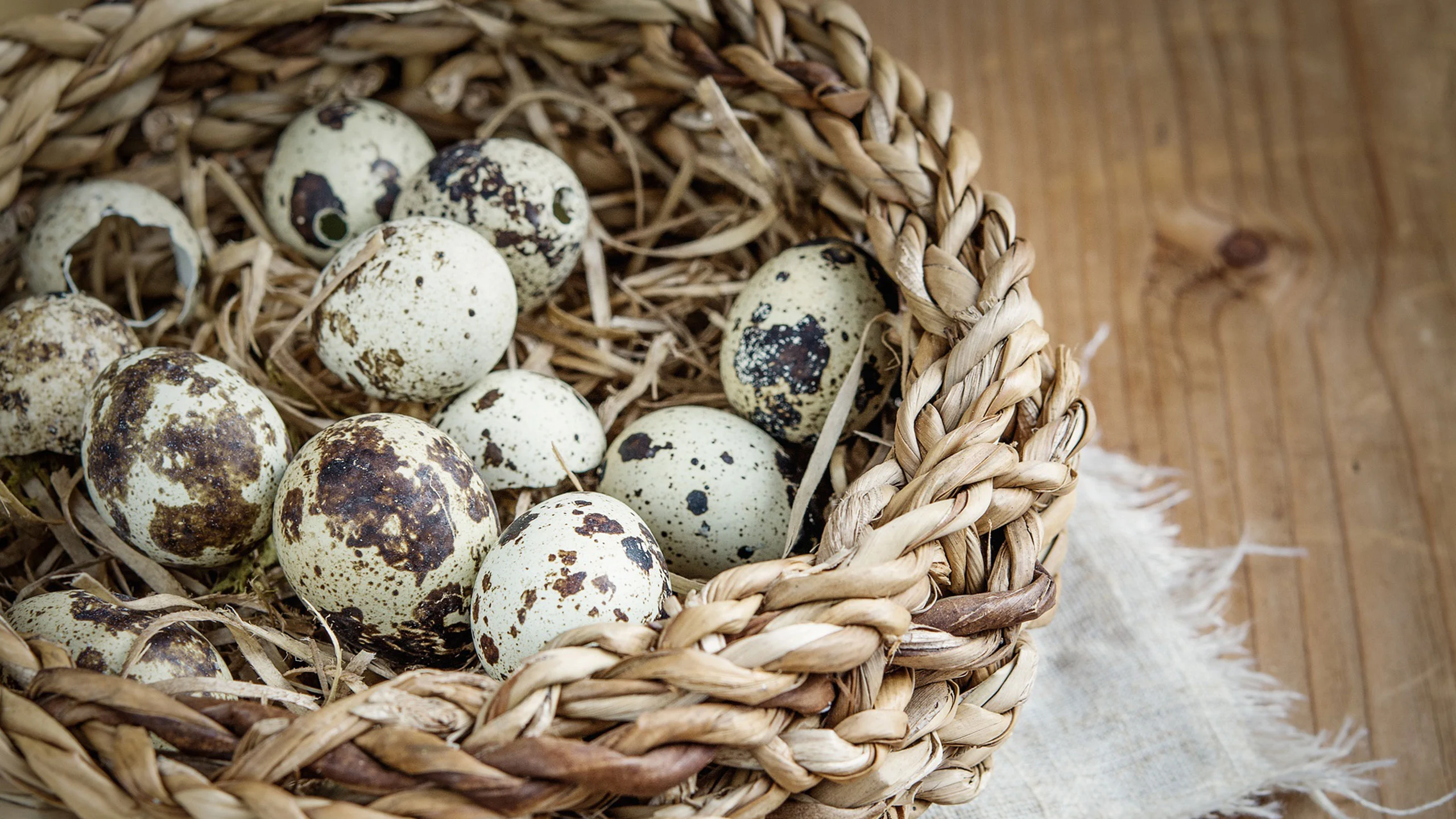 Conoce 7 beneficios de comer huevos de codorniz
