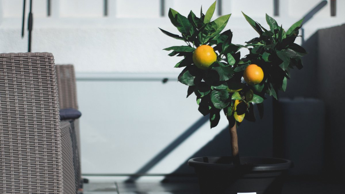 limon-arbol