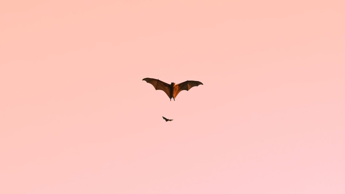 murcielago-maguey
