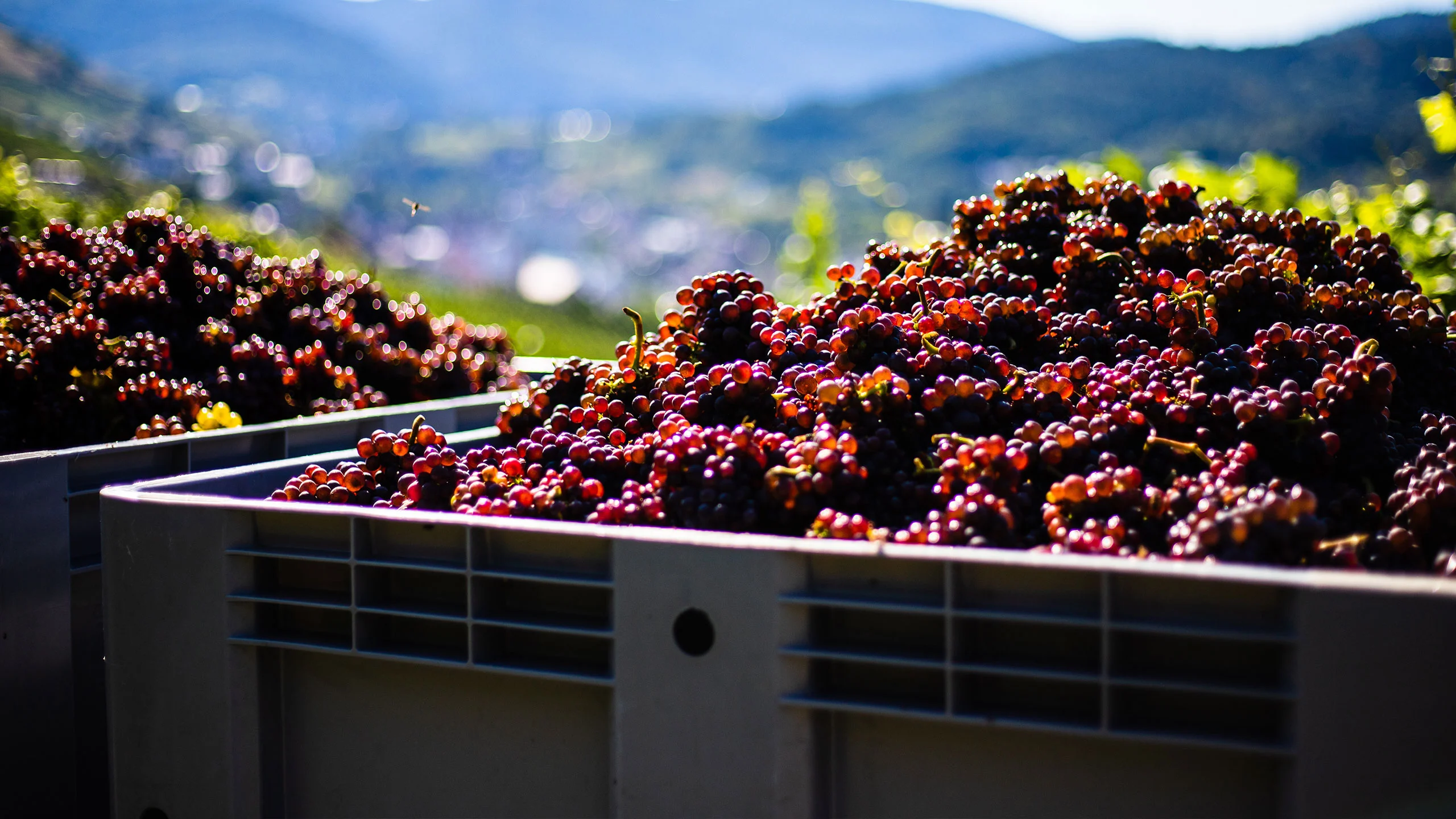 ¡Alerta! La producción de vino caerá por problemas de cambio climático