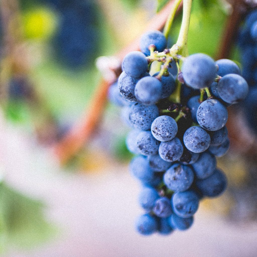 12-uvas