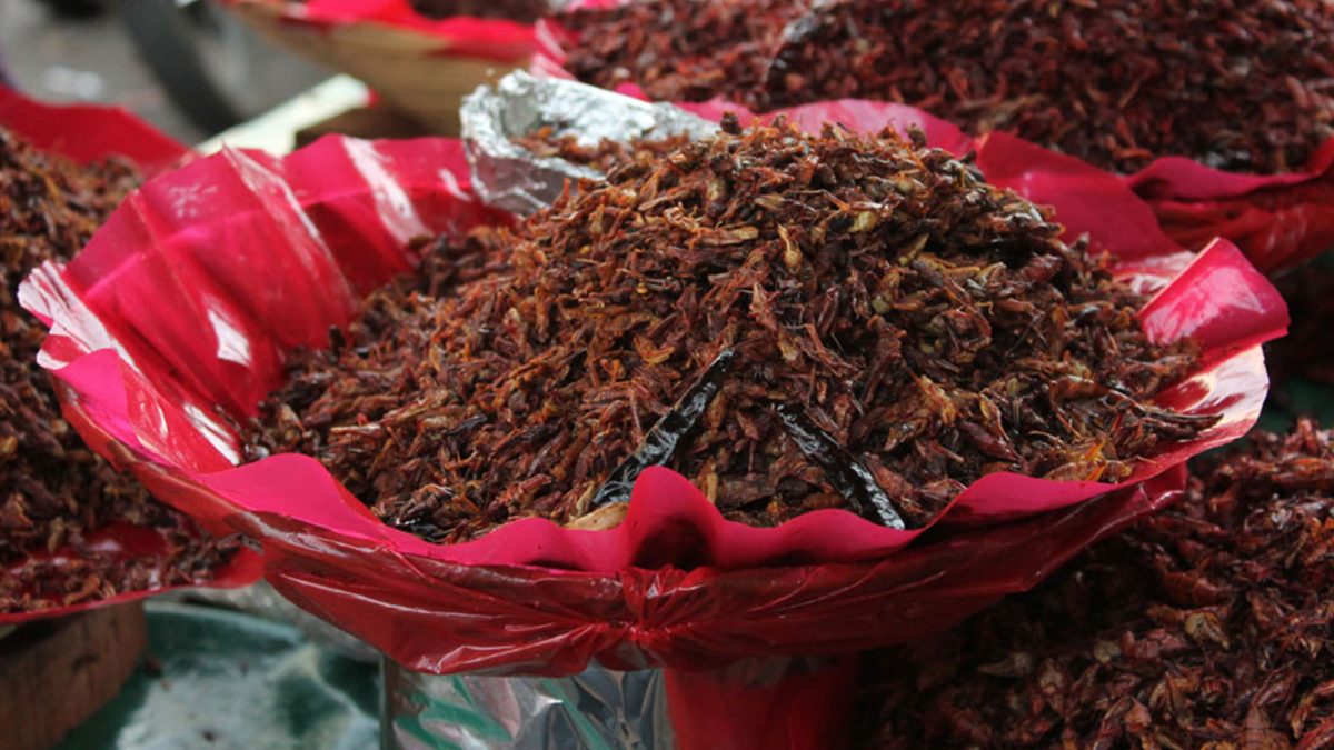 chapulines