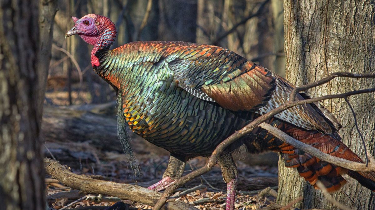 guajolote-y-pavos