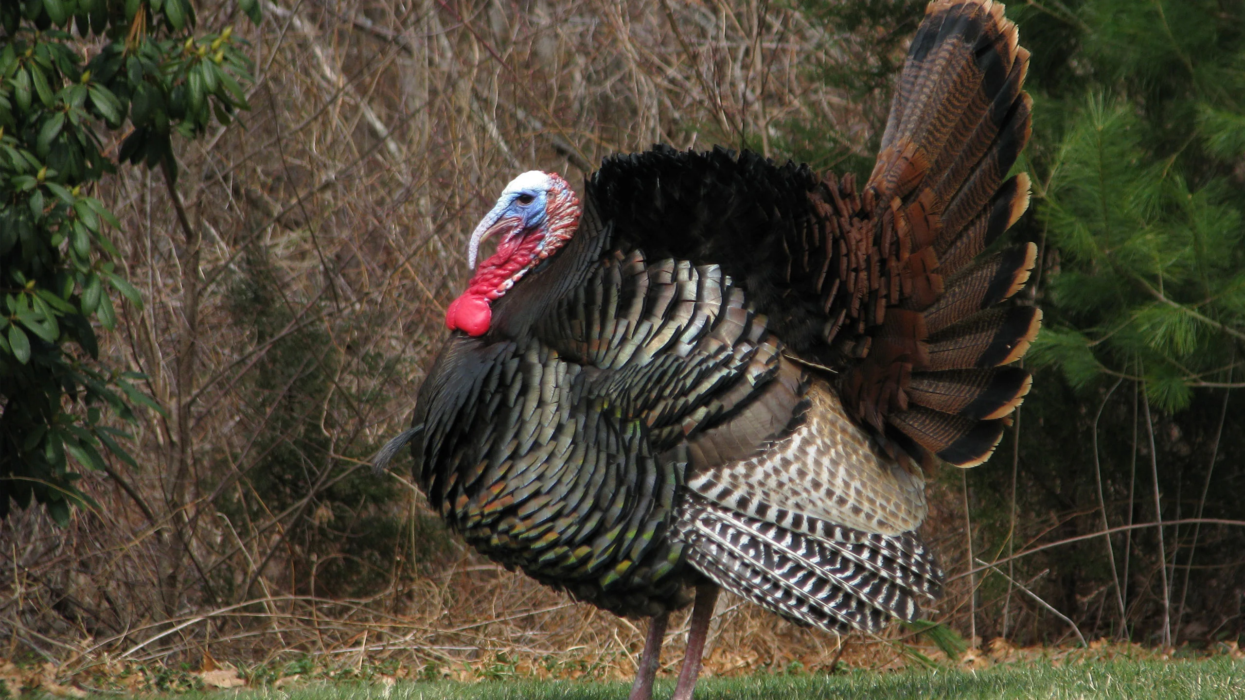 ¿Por qué se come pavo o guajolote en las fiestas navideñas?