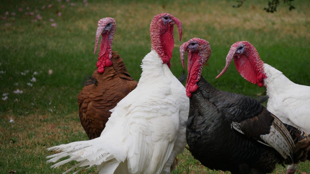 guajolotes