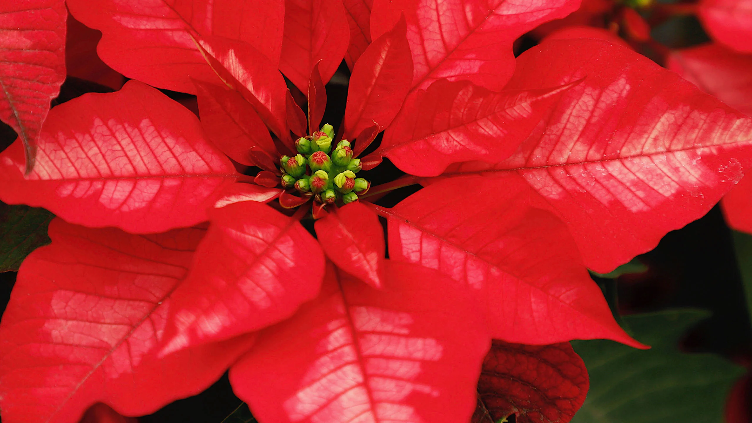 Tips para plantar fácilmente tu nochebuena en el jardín