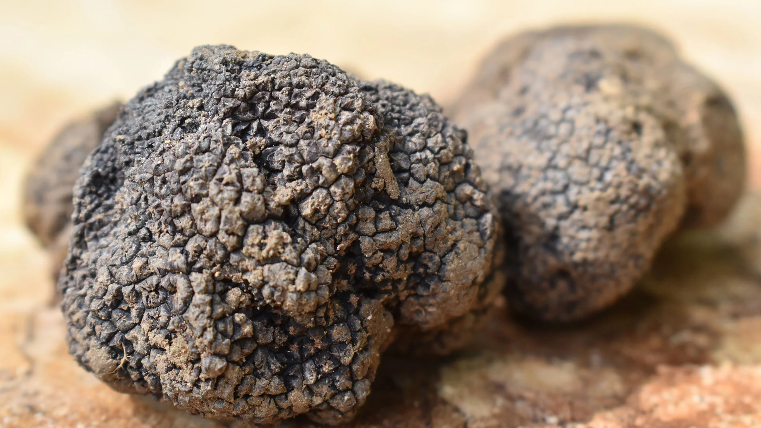 Esta es la verdadera razón por la que las trufas son tan costosas Esta es la verdadera razón por la que las trufas son tan costosas