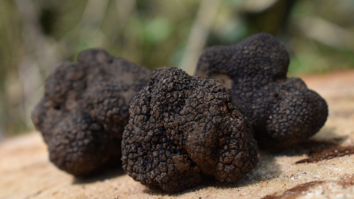 trufas-negras